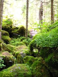 Trees growing in forest