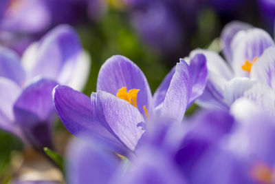 Close-up of purple crocus blooming outdoors