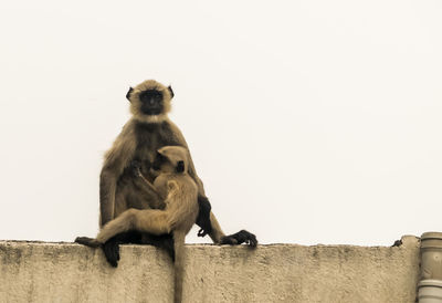 Low angle view of two sitting on wall against sky