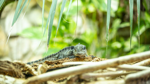 Close-up of lizard on wood