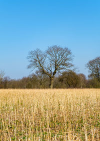 Scenic view of field against clear blue sky