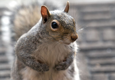 Close-up of squirrel