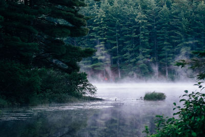 Trees and lake at forest