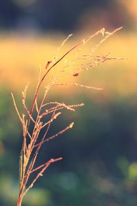 Close-up of ladybug on plant