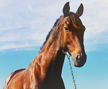 Low angle view of a horse