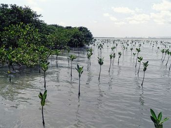 Plants growing by lake against sky