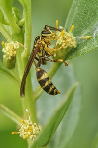 Close-up of bee on flower