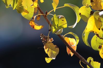 Close-up of leaves on tree