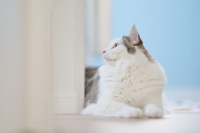 Close-up of a cat looking away