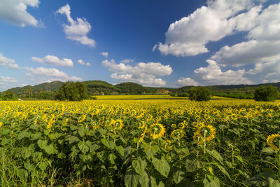 Scenic view of oilseed rape field against cloudy sky