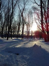 Bare trees on snow covered field against sky