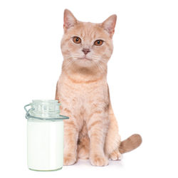 Portrait of cat against white background