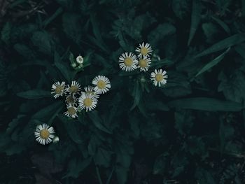 High angle view of flowers