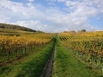Scenic view of vineyard against sky