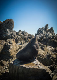 Bird on beach against clear sky