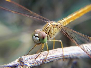 Close-up of dragonfly on plant