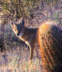 Cat standing on land
