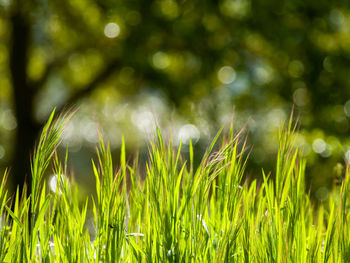 Full frame shot of plants growing on field