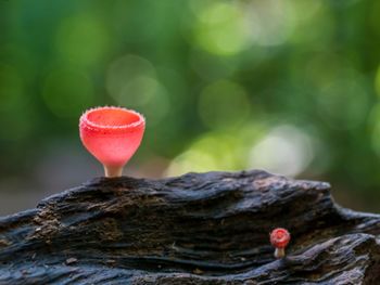 Close-up of red mushroom growing on tree trunk