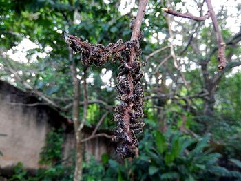 Close-up of lizard on tree