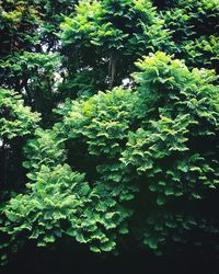 Plants in forest