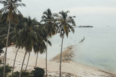 Palm trees on beach against sky