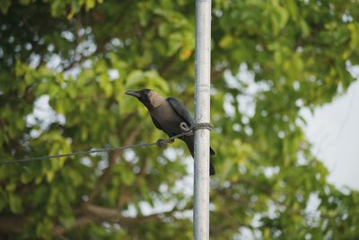 Low angle view of bird perching on tree