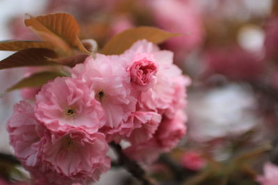 Close-up of pink flowers