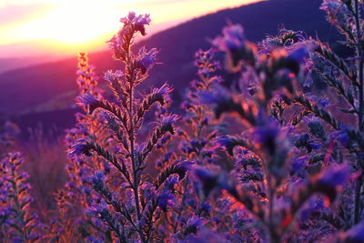 Close-up of purple flowering plants on field against sky