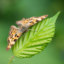 Close-up of butterfly on leaf