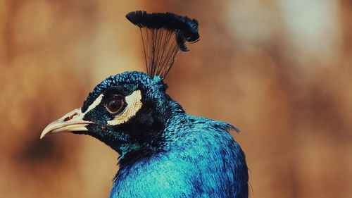 Close-up of peacock