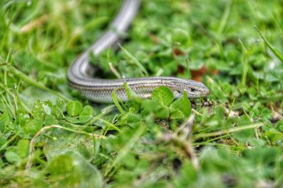 Close-up of snake on grass field