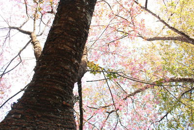 Low angle view of trees against sky