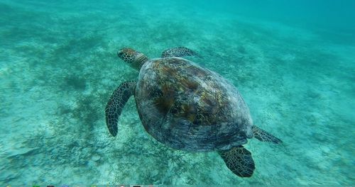 High angle view of turtle in sea