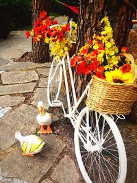Close-up of yellow flowers