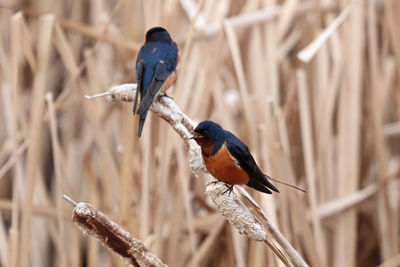 Closeup of a barn swallows sitting on cattail reeds
