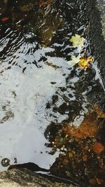 Leaves in pond