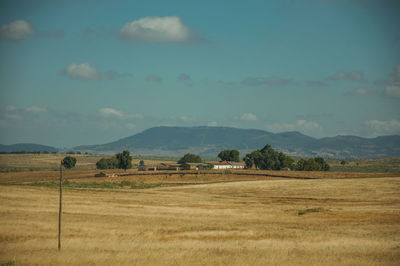 Scenic view of agricultural field against sky