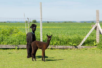 Adorable brown baby alpaca standing in front of its darker mother in fenced enclosure 