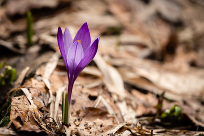 Close-up of purple crocus flower on field