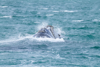 Whale swimming in sea