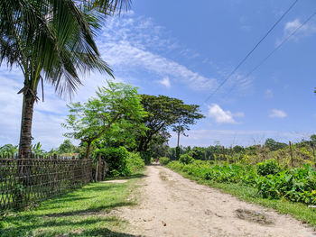 Dirt road amidst plants and trees against sky