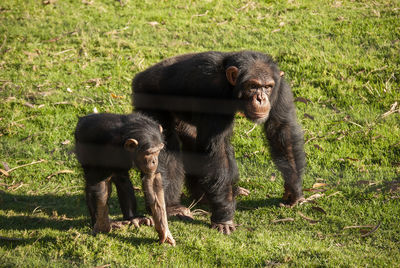 Chimpanzee in south africa