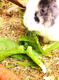 Close-up of a rabbit