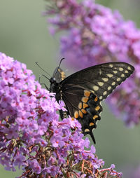 Butterfly pollinating on pink flower