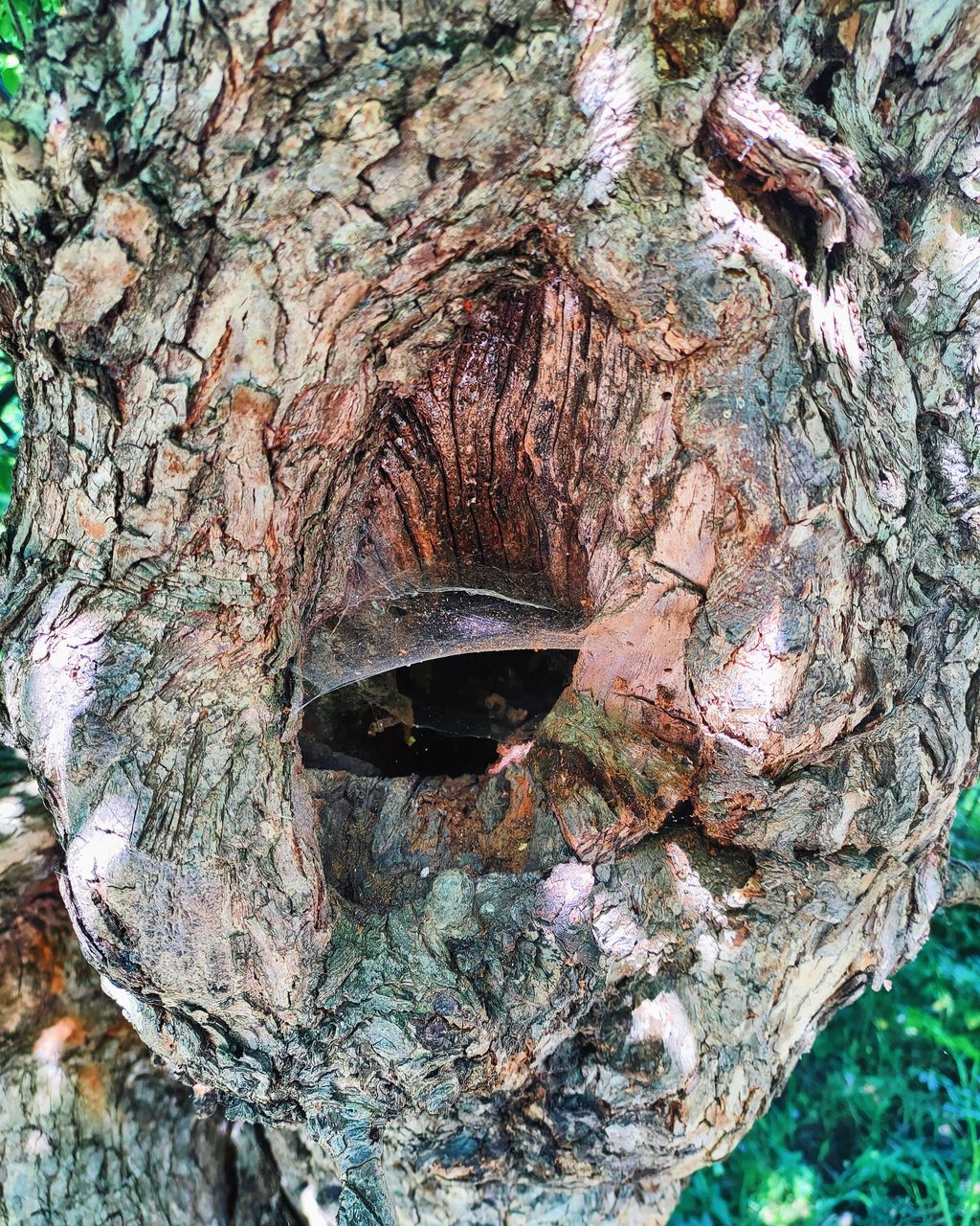 CLOSE-UP OF TREE TRUNK WITH HOLE IN PLANT