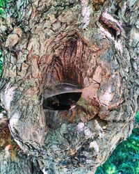 Close-up of tree trunk