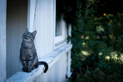 Cat on railing