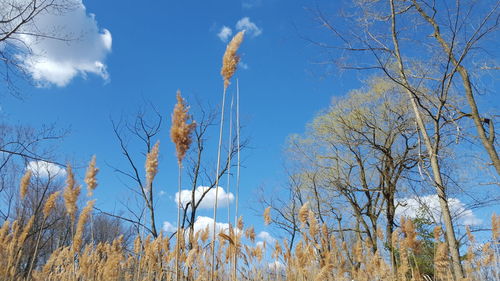 Low angle view of bare trees against blue sky