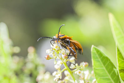 Close-up of insect on flower